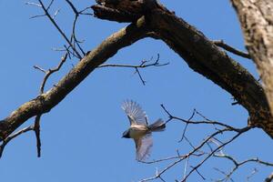 I love the look of this black-capped chickadee caught in the air as he's flying from the tree branch. His little wings extended to soar through the air. You can almost see light coming through them. photo