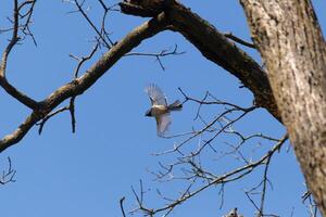 I love the look of this black-capped chickadee caught in the air as he's flying from the tree branch. His little wings extended to soar through the air. You can almost see light coming through them. photo