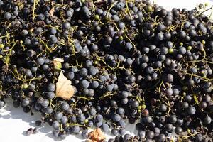 I love the look of these concord grapes spread out on top of a white background. The deep colors of the berry strands out from the green stems. These berries can make wine or jelly. photo