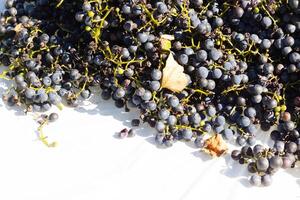 I love the look of these concord grapes spread out on top of a white background. The deep colors of the berry strands out from the green stems. These berries can make wine or jelly. photo