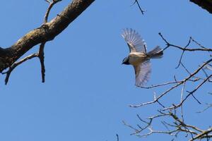 I love the look of this black-capped chickadee caught in the air as he's flying from the tree branch. His little wings extended to soar through the air. You can almost see light coming through them. photo