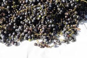I love the look of these concord grapes spread out on top of a white background. The deep colors of the berry strands out from the green stems. These berries can make wine or jelly. photo