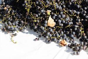 I love the look of these concord grapes spread out on top of a white background. The deep colors of the berry strands out from the green stems. These berries can make wine or jelly. photo