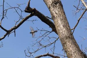 I love the look of this black-capped chickadee caught in the air as he's flying from the tree branch. His little wings extended to soar through the air. You can almost see light coming through them. photo