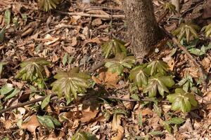 This may apple plant is sitting in the wooded area around brown leaves. This plant is given the name since they normally are seen in May and grow apple looking fruit. I love the large green leaves. photo