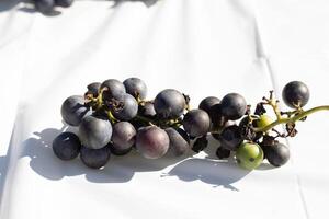 This cluster of concord grapes lay on this white background. The beautiful deep purple berries stand out against the green stems. The orbs are filled with juice. photo