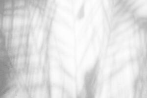 Abstract Palm Leaves Shadow on White Concrete Wall Texture Background. photo