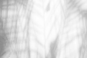 Abstract Palm Leaves Shadow on White Concrete Wall Texture Background. photo