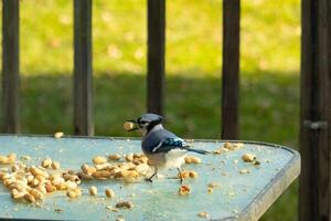 This cute blue jay bird was seen on the glass table. This corvid has a peanut in his beak and is ready to fly off. I love the blue, black, and grey colors of these birds and the small mohawk. photo