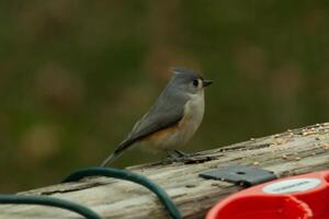 This cute little tufted titmouse sat on the wooden railing as I took his picture. His cute little grey body with the little mohawk. This bird is out for some birdseed. photo