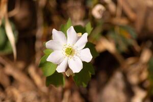This pretty white flowers is growing here in the woods when I took this picture. This is known as a rue-anemone or meadow-rue which grows in wooded areas. I love the yellow center to this wildflower. photo