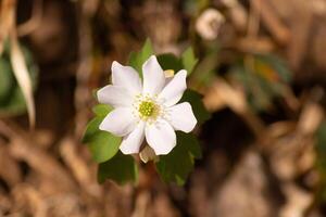 esta bonito blanco flores es creciente aquí en el bosque cuando yo tomó esta fotografía. esta es conocido como un anémona ruda o pradera-rue cuales crece en enselvado áreas yo amor el amarillo centrar a esta flor silvestre. foto