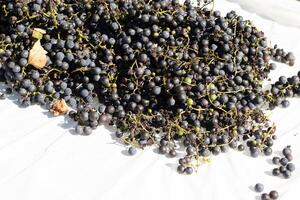 I love the look of these concord grapes spread out on top of a white background. The deep colors of the berry strands out from the green stems. These berries can make wine or jelly. photo