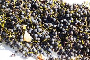 I love the look of these concord grapes spread out on top of a white background. The deep colors of the berry strands out from the green stems. These berries can make wine or jelly. photo