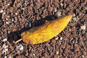 This beautiful leaf was laying on the ground when I took the picture. I love the wrinkle in the skin and the little veins that can be seen running through it. This comes from a leatherleaf viburnum. photo