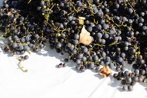 I love the look of these concord grapes spread out on top of a white background. The deep colors of the berry strands out from the green stems. These berries can make wine or jelly. photo