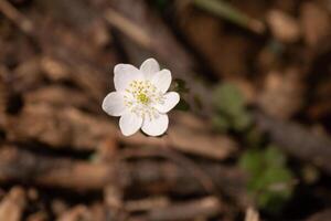 esta bonito blanco flores es creciente aquí en el bosque cuando yo tomó esta fotografía. esta es conocido como un anémona ruda o pradera-rue cuales crece en enselvado áreas yo amor el amarillo centrar a esta flor silvestre. foto