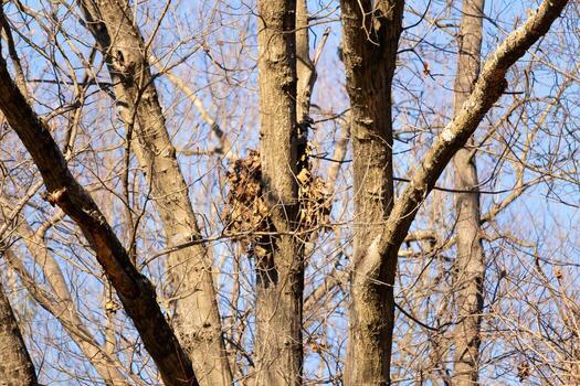 This squirrels nest is sitting high up in the tree branches. It looks like a large bird next, but is not. The clumps of leaves pulled together in a ball almost blends in with the surroundings. photo