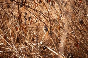 This cute little sparrow was seen here trying to hide in the brush. The birds little brown feathers are perfect camouflage for the foliage around him. The brown of the plants makes a perfect habitat. photo