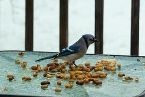 This beautiful blue jay came to the glass table for some food. The pretty bird is surround by peanuts. This is such a cold toned image. Snow on the ground and blue colors all around. photo