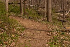 This beautiful path flows through this wooded area. Keeping you safe from getting lost. The brown vegetation comes up all around. photo