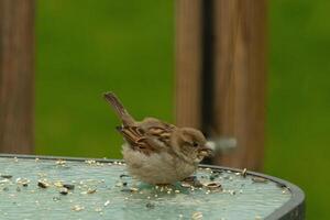 This cute little sparrow is nestled on the glass table. The bird almost looks like a baby and seems to think this is his nest. There is birdseed all around this small avian. photo