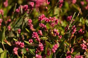 This oriental lady's thumb is an annual flowering plant that looks quite pretty with its little red colors. This is known as an invasive species and can takeover like a week. These grow in patches. photo