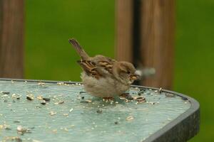 This cute little sparrow is nestled on the glass table. The bird almost looks like a baby and seems to think this is his nest. There is birdseed all around this small avian. photo