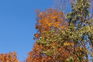 I love the look of these beautiful Autumn colors. The Fall foliage at its peak. The orange, yellow, and red showing the leaves are about to drop. A blue sky can be seen in the background. photo