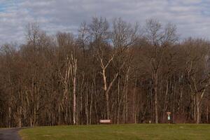 The beautiful nature scene helps to remind you of the nice open spaces that have not been filled with buildings yet. The brown trees standing tall without leaves due to the winter season. photo