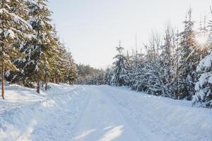 Catching a star of sun in a spruce forest covered with white glittering snow in Beskydy mountains, Czech republic. Winter morning fairy tale photo