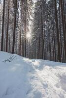 Catching a star of sun in a spruce forest covered with white glittering snow in Beskydy mountains, Czech republic. Winter morning fairy tale photo