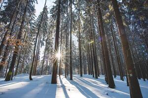 Catching a star of sun in a spruce forest covered with white glittering snow in Beskydy mountains, Czech republic. Winter morning fairy tale photo