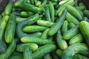 A bunch of freshly harvested cucumbers photo