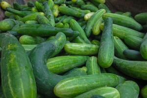 A bunch of freshly harvested cucumbers photo