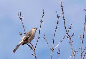 This beautiful Northern Mockingbird was sitting here perched at the top of the tree. The little grey body blending in to the surroundings. This avian seems really comfortable here. photo