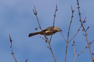 This beautiful Northern Mockingbird was sitting here perched at the top of the tree. The little grey body blending in to the surroundings. This avian seems really comfortable here. photo