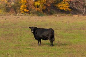 esta hermosa negro vaca estaba en pie en el prado y mira a ser posando su grande negro cuerpo muestra él es bastante saludable. el verde césped todas alrededor el bovino es allí para ellos a pacer. foto