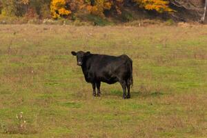 esta hermosa negro vaca estaba en pie en el prado y mira a ser posando su grande negro cuerpo muestra él es bastante saludable. el verde césped todas alrededor el bovino es allí para ellos a pacer. foto