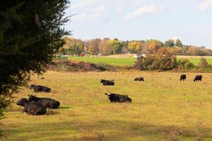 This beautiful field of cows really shows the farmland and how open this area is. The black bovines stretched across the beautiful green meadow o photo