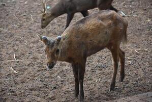 Roe deer standing in the field, deer breeding place in the park photo