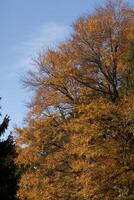 This beautiful tree is seen here stretching to the sky. The leaves are changing to fiery colors showing the Fall season. The orange, yellow, and red shades show they are about to drop to the ground. photo