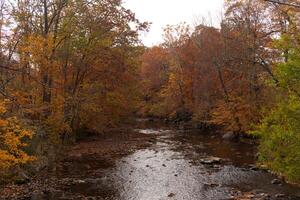 This is a beautiful image of the Fall foliage. The pretty brown, orange, and yellow leaves hanging from the trees ready to drop. The stream shown below has fresh water flowing through. photo