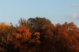 This picture was taken in the Autumn season. The Fall foliage is in peak color. The orange, brown, and yellow almost makes the trees look like they are on fire. photo