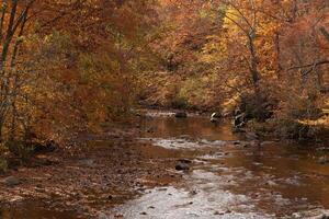 This is a beautiful image of the Fall foliage. The pretty brown, orange, and yellow leaves hanging from the trees ready to drop. The stream shown below has fresh water flowing through. photo