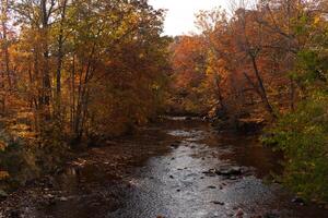 This is a beautiful image of the Fall foliage. The pretty brown, orange, and yellow leaves hanging from the trees ready to drop. The stream shown below has fresh water flowing through. photo