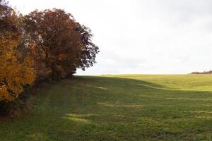 The pretty look of the Fall foliage on the side gives such a pop in colors. The golden Autumn leaves getting ready to drop. The lush green grass of the field below seems to glow. photo