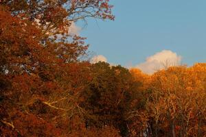 esta imagen estaba tomado en el otoño estación. el otoño follaje es en pico color. el naranja, marrón, y amarillo casi hace el arboles Mira me gusta ellos son en fuego. foto