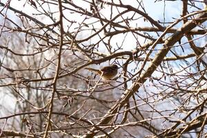 This cute little sparrow sat perched in the tree. The small bird with brown feathers is trying to hide and stay safe. These are songbirds and sound so pretty. The branches are without leaves. photo