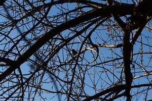 esta linda pequeño pájaro se sentó encaramado en el ramas de esta árbol. cautelosamente mirando fuera para seguridad. el desnudo extremidades Ayudar a camuflaje su cuerpo y mantener él seguro desde depredadores foto